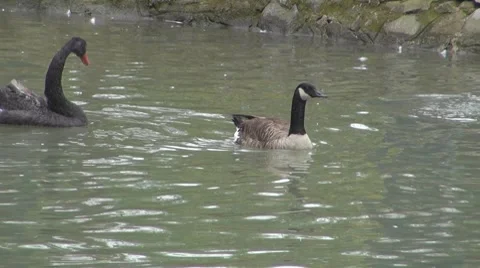 Duck Stockbeeldmateriaal 8684154