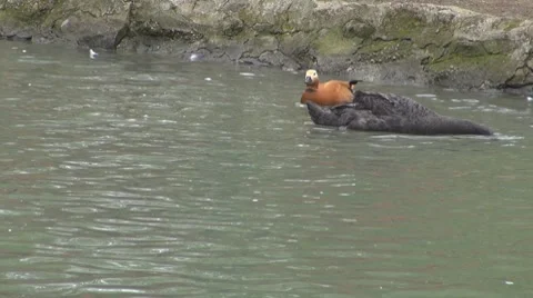 Duck Video stock 8684157