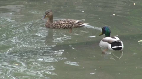 Duck Video stock 8684679