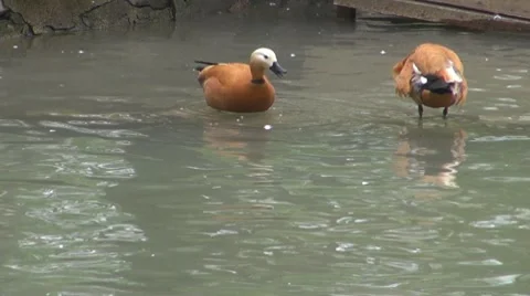 Duck Stock-Footage 8684681