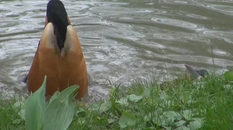 Duck Stock-Footage 8684707