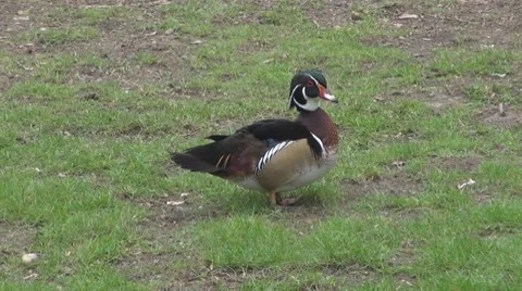 Duck 動画素材 8684720