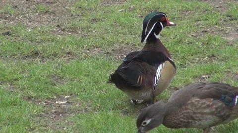 Duck Stock-Footage 8684723