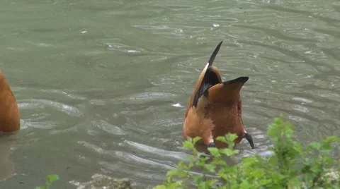 Duck Stock-Footage 8684737