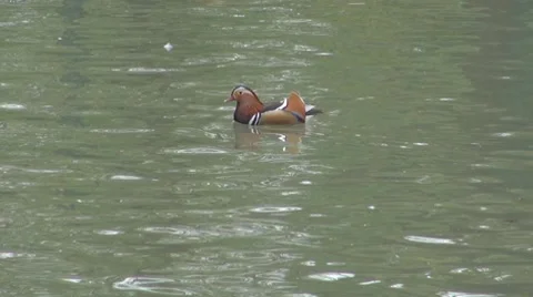 Duck Stock-Footage 8684764
