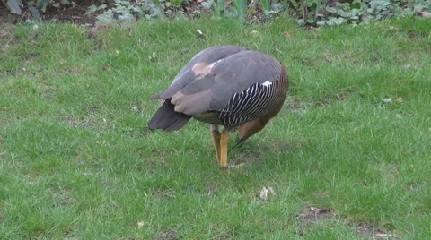 Duck Vidéo 8684799