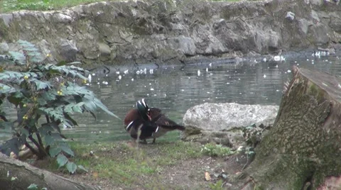 Duck Видео 8684816