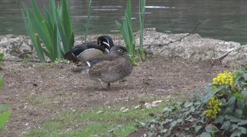 Duck 動画素材 8684845