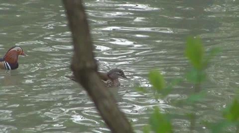 Duck Vidéo 8685573
