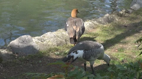 Duck Vídeos de archivo 8685616