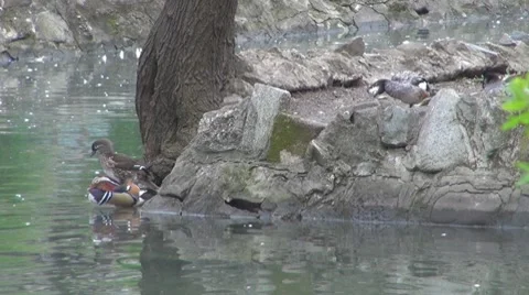 Duck Видео 8685629
