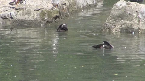 Duck Видео 8685644