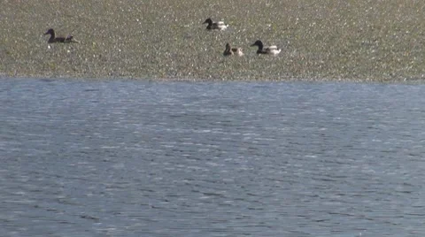 Duck 動画素材 8685661