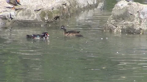 Duck Видео 8685662