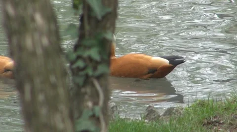 Duck Stock Footage 8685669
