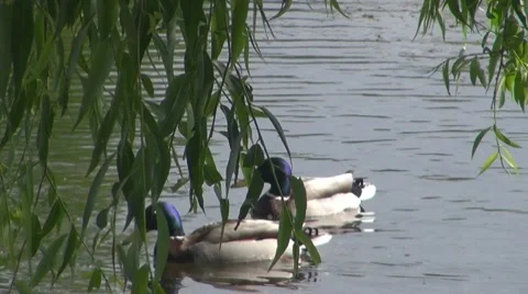 Duck Video stock 8686880