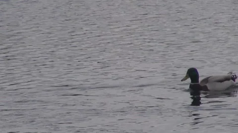 Duck Stock-Footage 8686887