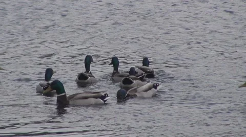 Duck Stock-Footage 8686902