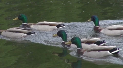 Duck Stock Footage 8686904