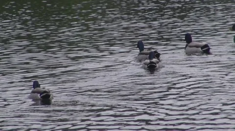 Duck Video stock 8686907