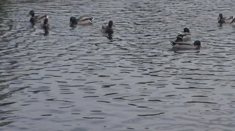 Duck Видео 8686954