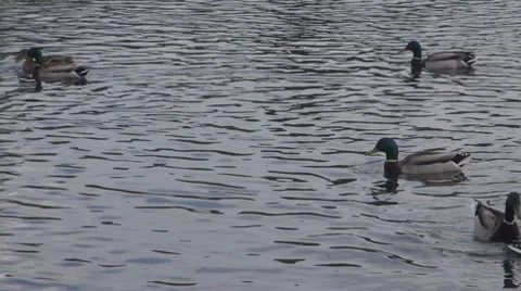 Duck Video stock 8686955