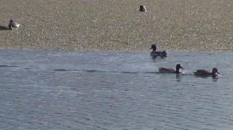 Duck Stock Footage 8687258