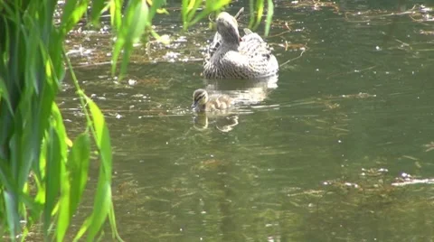 Duck Stock Footage 8687261