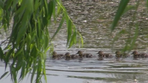 Duck Video stock 8687263