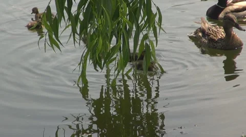 Duck Vidéo 8687264