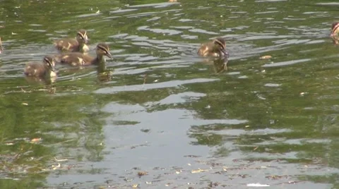 Duck Stock-Footage 8687271