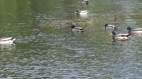Duck Vidéo 8687280