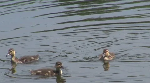 Duck 動画素材 8687319