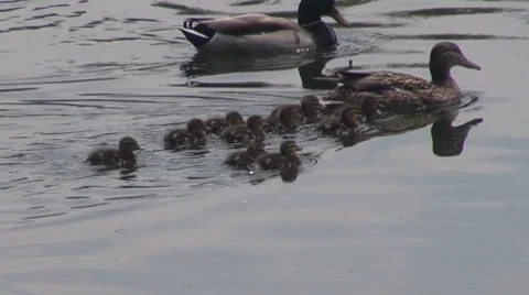 Duck Stock Footage