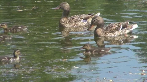 Duck Vídeos de archivo 8687365