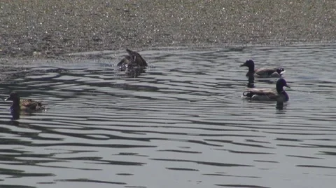 Duck Vidéo 8687393