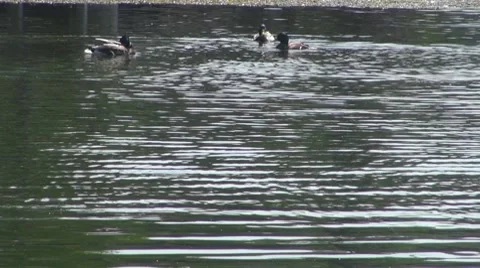 Duck Vidéo 8687399
