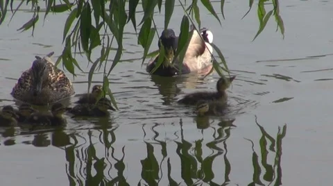 Duck Видео 8687481