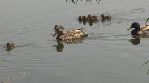 Duck 動画素材 8687485