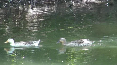 Duck Vidéo 8687487