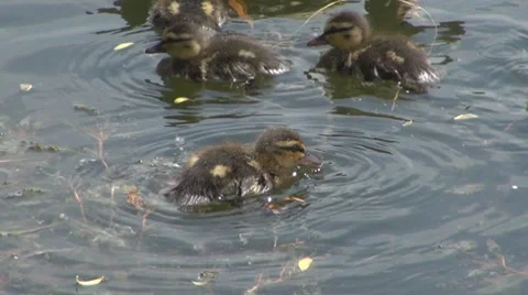 Duck Видео 8687488