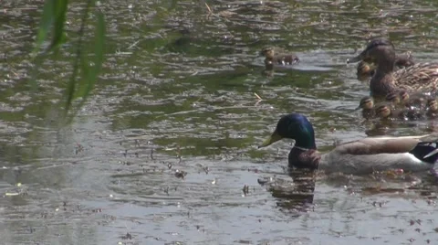 Duck Vidéo 8687518