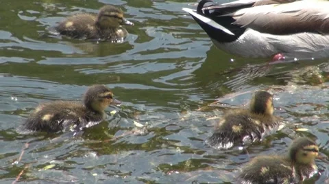 Duck Видео 8687520