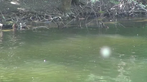 Duck Vidéo 8687535