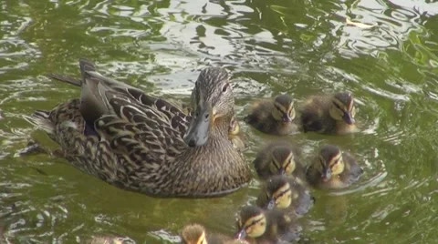 Duck Stock Footage 8687538