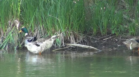 Duck Stock Footage 8687561