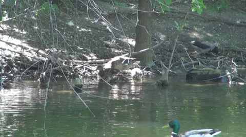 Duck Video stock 8687566