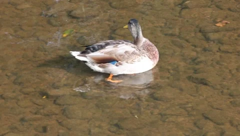 Duck Stock-Footage 8690748
