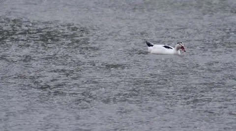 Duck Stock Footage 8760318