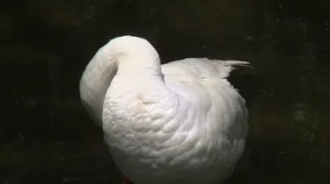 Duck 動画素材 8851899